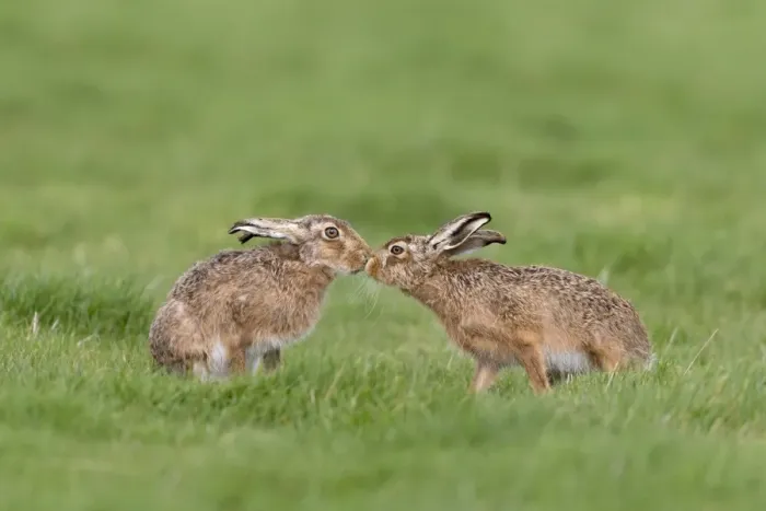 Framed Print : European Hare (Lepus europaeus) adult pair, touching noses in grass field, Suffolk, England, March Framed Print : European Hare (Lepus europaeus) adult pair, touching noses in grass field, Suffolk, England, March