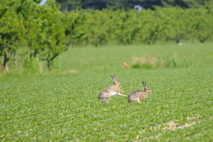 Framed Print : European Hare (Lepus europaeus) adult pair, boxing on cultivated field, Italy, may