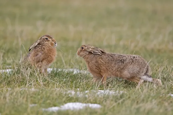 Framed Print : European Hare (Lepus europaeus) adult pair, male moving in on female during mating season, Suffolk, England, february Framed Print : European Hare (Lepus europaeus) adult pair, male moving in on female during mating season, Suffolk, England, february