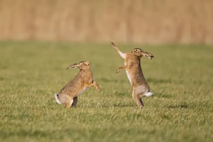 Framed Print : European Hare (Lepus europaeus) adult pair, boxing, female fighting off male in field, Suffolk, England, january Framed Print : European Hare (Lepus europaeus) adult pair, boxing, female fighting off male in field, Suffolk, England, january