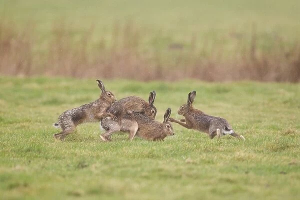European Hare (Lepus europaeus) adult pair, mating, with two other males trying to separate pair so that they can mate