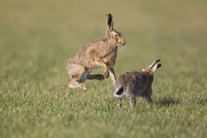 Framed Print : European Hare (Lepus europaeus) adult pair, boxing, female fighting off male in field, Suffolk, England, february