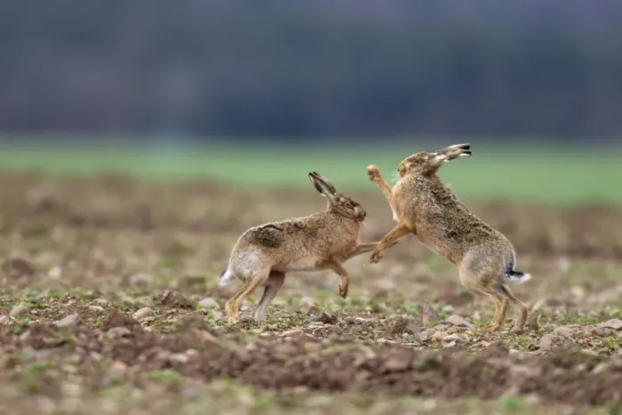 Framed Print : European Hare (Lepus europaeus) adult pair, boxing, female fighting off male in field, Berwickshire, Scottish Borders Framed Print : European Hare (Lepus europaeus) adult pair, boxing, female fighting off male in field, Berwickshire, Scottish Borders