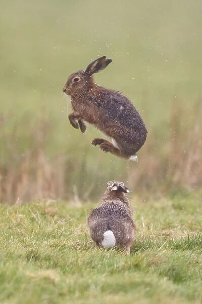 European Hare (Lepus europaeus) adult pair, boxing, male jumping to avoid attack from female, Suffolk, England, march