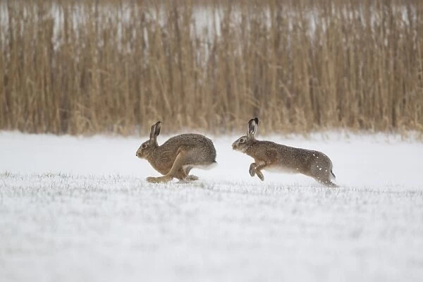 European Hare (Lepus europaeus) adult pair, running, male chasing female in snow covered field, Suffolk, England