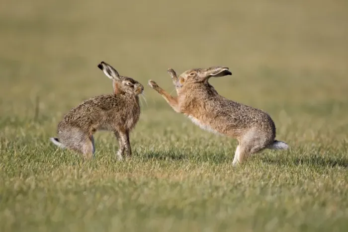 Framed Print : European Hare (Lepus europaeus) adult pair, boxing, female fighting off male in field, Suffolk, England, february