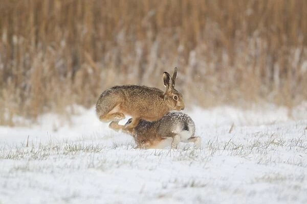 European Hare (Lepus europaeus) adult pair, boxing, female fighting off male in snow covered field, Suffolk, England
