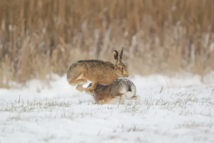 Framed Print : European Hare (Lepus europaeus) adult pair, boxing, female fighting off male in snow covered field, Suffolk, England Framed Print : European Hare (Lepus europaeus) adult pair, boxing, female fighting off male in snow covered field, Suffolk, England