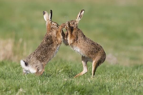 European Hare (Lepus europaeus) adult pair, boxing, female fighting off male in field, Suffolk, England, march