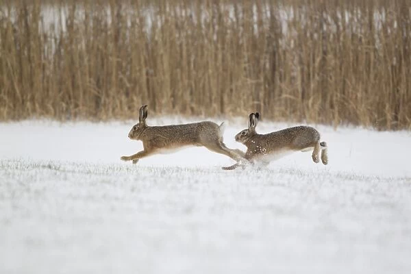 European Hare (Lepus europaeus) adult pair, running, male chasing female in snow covered field, Suffolk, England