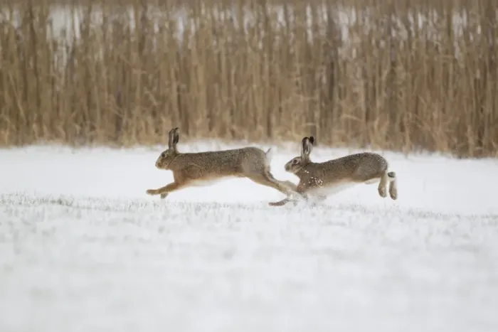 Framed Print : European Hare (Lepus europaeus) adult pair, running, male chasing female in snow covered field, Suffolk, England Framed Print : European Hare (Lepus europaeus) adult pair, running, male chasing female in snow covered field, Suffolk, England