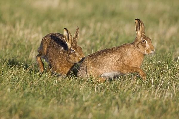 European Hare (Lepus europaeus) adult pair, male chasing female, Suffolk, England, january