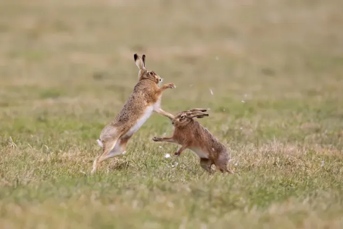 Framed Print : European Hare (Lepus europaeus) adult pair, boxing, female fighting off male in field, with fur being pulled out