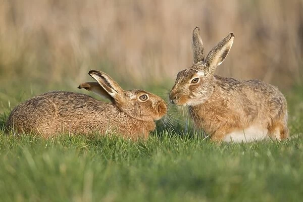 European Hare (Lepus europaeus) adult pair, touching noses in field, Suffolk, England, march