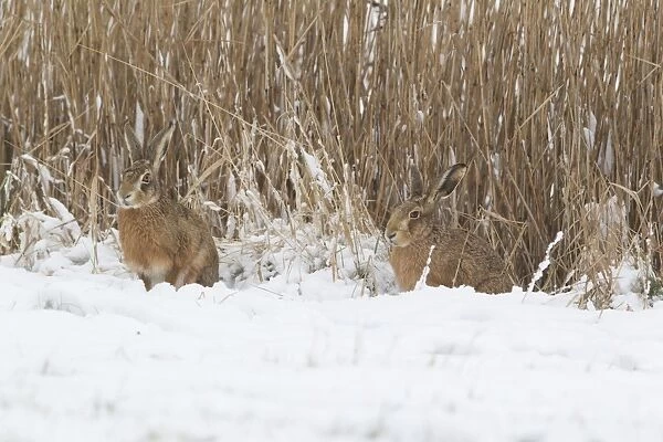 European Hare (Lepus europaeus) adult pair, sitting on snow at edge of reedbed, Suffolk, England, february