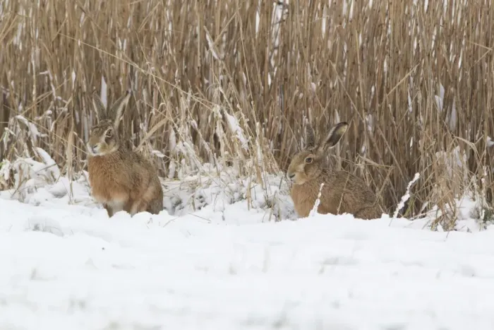 Framed Print : European Hare (Lepus europaeus) adult pair, sitting on snow at edge of reedbed, Suffolk, England, february Framed Print : European Hare (Lepus europaeus) adult pair, sitting on snow at edge of reedbed, Suffolk, England, february