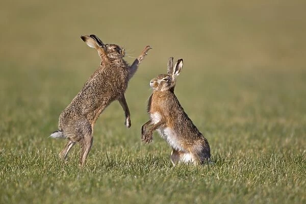 European Hare (Lepus europaeus) adult pair, boxing, female fighting off male in field, Suffolk, England, february