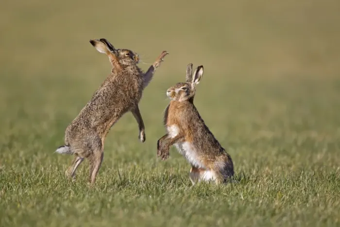 Framed Print : European Hare (Lepus europaeus) adult pair, boxing, female fighting off male in field, Suffolk, England, february Framed Print : European Hare (Lepus europaeus) adult pair, boxing, female fighting off male in field, Suffolk, England, february