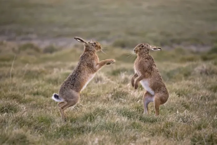 Framed Print : European Hare (Lepus europaeus) adult pair, boxing, female fighting off male in grass field, Suffolk, England, March Framed Print : European Hare (Lepus europaeus) adult pair, boxing, female fighting off male in grass field, Suffolk, England, March