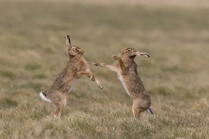 Framed Print : European Hare (Lepus europaeus) adult pair, boxing, female fighting off male in grass field, Suffolk, England, March Framed Print : European Hare (Lepus europaeus) adult pair, boxing, female fighting off male in grass field, Suffolk, England, March