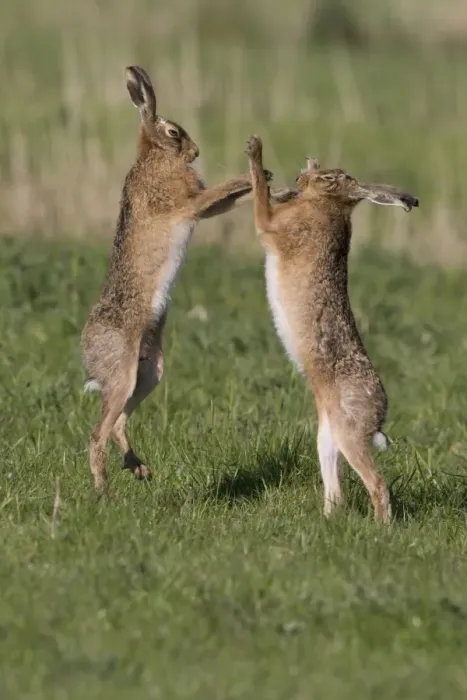 Framed Print : European Hare (Lepus europaeus) adult pair, boxing, female fighting off male in grass field, Suffolk, England, May Framed Print : European Hare (Lepus europaeus) adult pair, boxing, female fighting off male in grass field, Suffolk, England, May