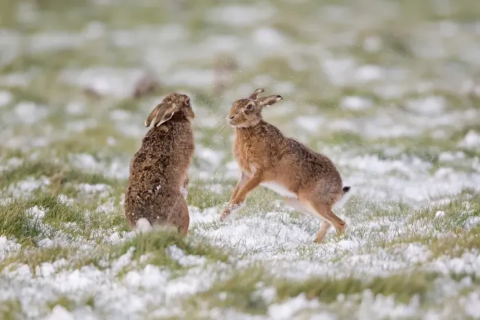 Framed Print : European Hare (Lepus europaeus) adult pair, boxing, female fighting off male in partially snow covered field, Suffolk