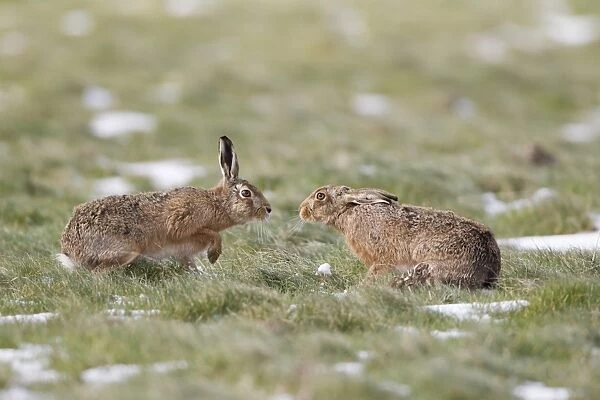 European Hare (Lepus europaeus) adult pair, male cautiously approaching female in grass field, Suffolk, England, March