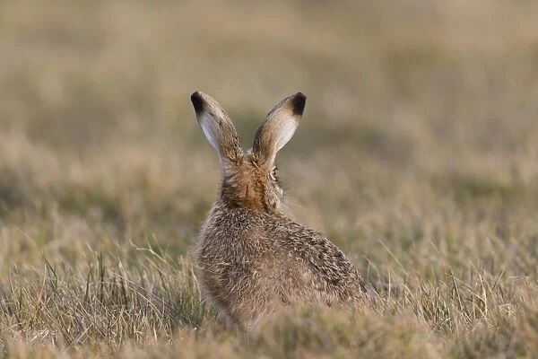 European Hare (Lepus europaeus) adult, rear view, sitting in grass field, Suffolk, England, March