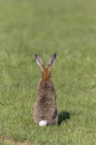 European Hare (Lepus europaeus) adult, rear view, sitting in grass field, Suffolk, England, May