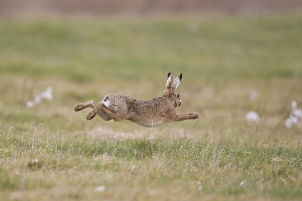 European Hare (Lepus europaeus) adult, running, Suffolk, England, february