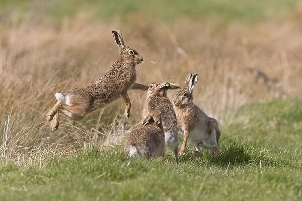 European Hare (Lepus europaeus) four adults, three males showing interest in female, in grass field, Suffolk, England