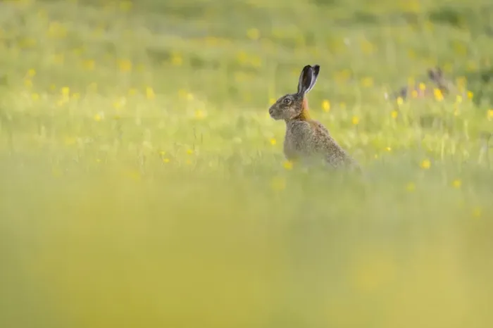 Framed Print : European Hare (Lepus europaeus) two adults, amongst flowering buttercups in field, Admaston, Staffordshire, England