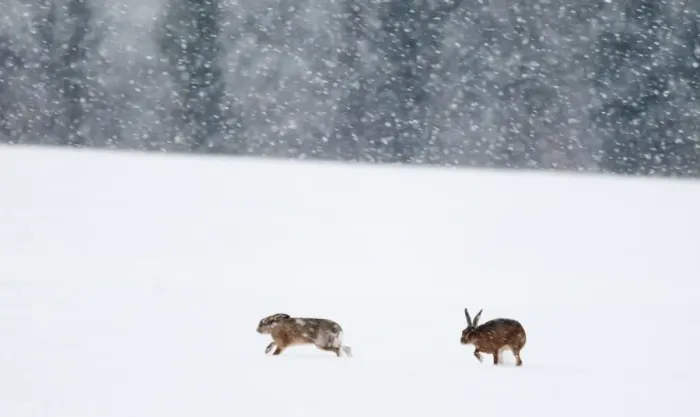 Framed Print : European Hare (Lepus europaeus) two adults, on snow covered field during snowfall, Yare Valley, Norfolk, England