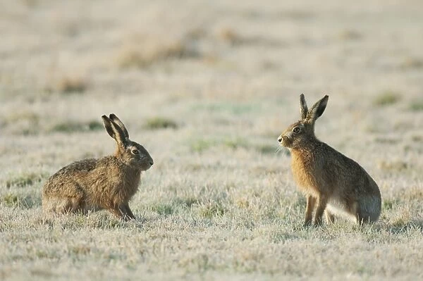 European Hare (Lepus europaeus) two adults, sitting on frost covered field, Kent, England, february
