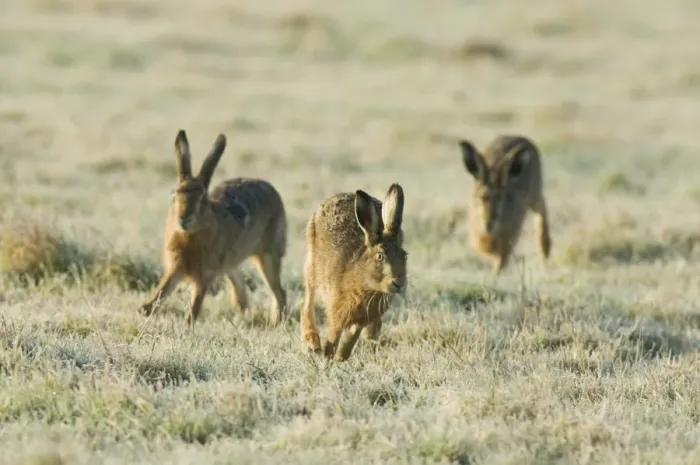 Framed Print : European Hare (Lepus europaeus) three adults, chasing, running across frost covered grass, Kent, England, february