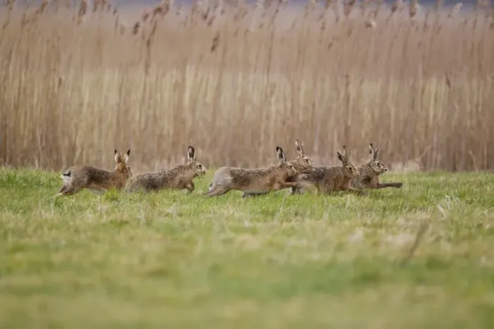 Framed Print : European Hare (Lepus europaeus) six adults, running, five males chasing one female, Suffolk, England, february