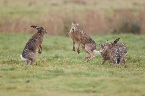 European Hare (Lepus europaeus) four adults, female jumping to avoid attention from three males, Suffolk, England
