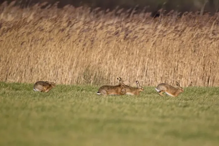 Framed Print : European Hare (Lepus europaeus) four adults, running, males chasing female in field, Suffolk, England, january Framed Print : European Hare (Lepus europaeus) four adults, running, males chasing female in field, Suffolk, England, january