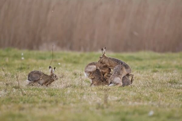 European Hare (Lepus europaeus) six adults, five males attempting to mate with one female, Suffolk, England, february