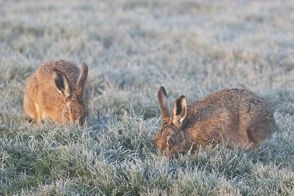 European Hare (Lepus europaeus) two adults, feeding on frost covered grass at dawn, Isle of Sheppey, Kent, England