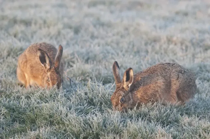 Framed Print : European Hare (Lepus europaeus) two adults, feeding on frost covered grass at dawn, Isle of Sheppey, Kent, England