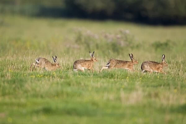 European Hare (Lepus europaeus) four adults, three males chasing female in grass field, Suffolk, England, June