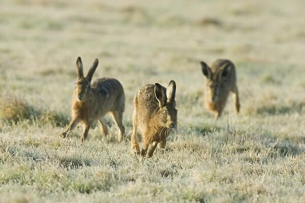 European Hare (Lepus europaeus) three adults, chasing, running across frost covered grass, Kent, England, february