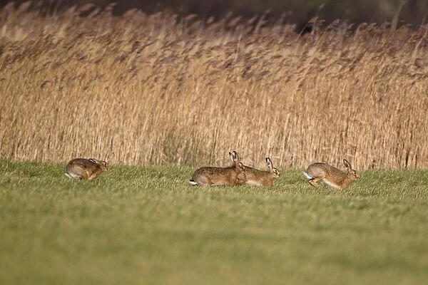 European Hare (Lepus europaeus) four adults, running, males chasing female in field, Suffolk, England, january