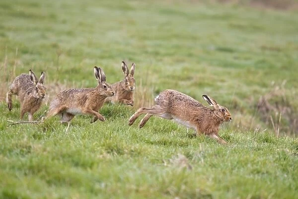 European Hare (Lepus europaeus) four adults, running, three males chasing one female in field, Suffolk, England, march