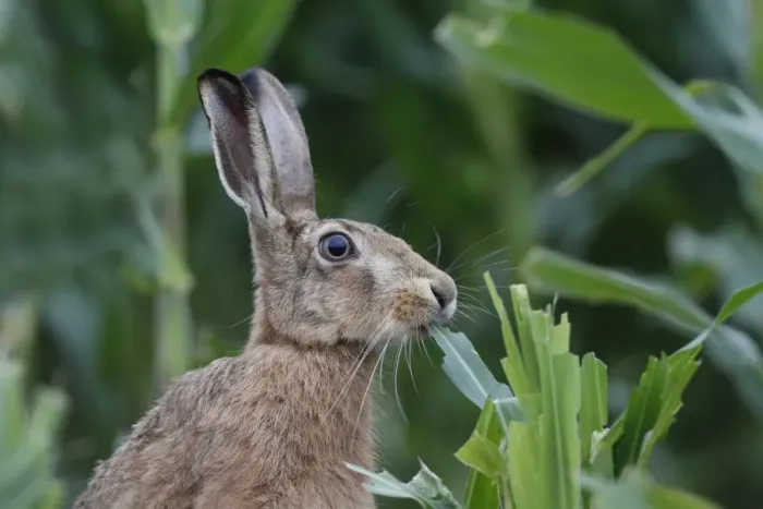 Framed Print : European Hare (Lepus europaeus) immature, close-up of head, feeding on maize crop, Leicestershire, England, august Framed Print : European Hare (Lepus europaeus) immature, close-up of head, feeding on maize crop, Leicestershire, England, august