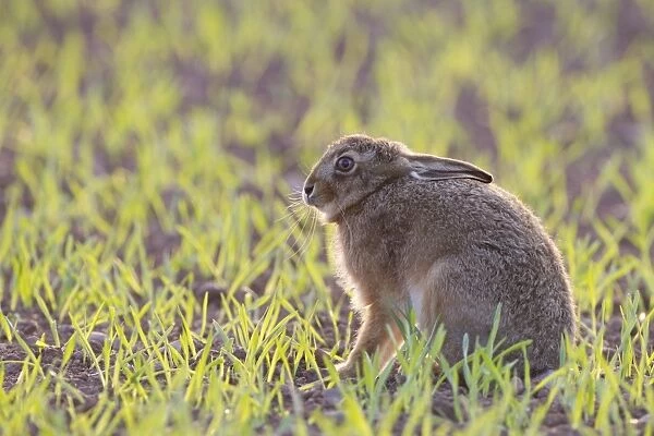European Hare (Lepus europaeus) immature, sitting, backlit on crop field in evening sunlight, Berwickshire