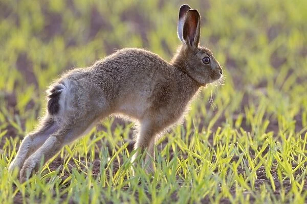 European Hare (Lepus europaeus) immature, stretching, backlit on crop field in evening sunlight, Berwickshire