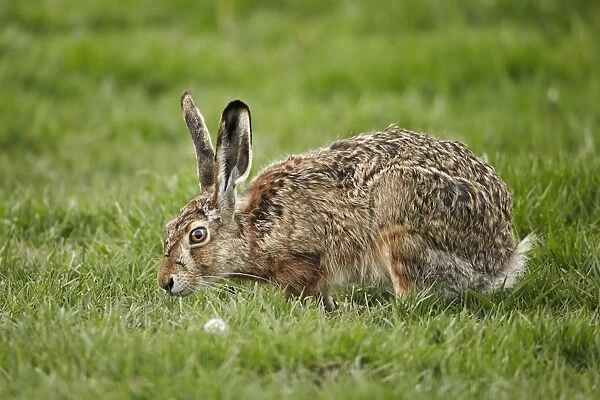 European Hare (Lepus europaeus) introduced species, adult, feeding on grass, Torres del Paine N. P