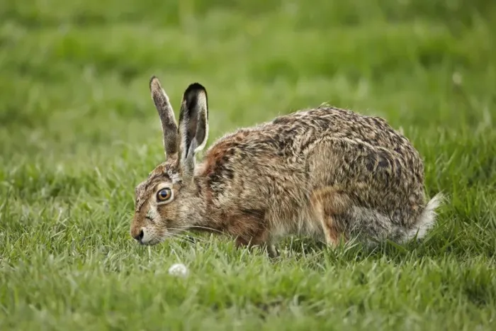 Framed Print : European Hare (Lepus europaeus) introduced species, adult, feeding on grass, Torres del Paine N. P Framed Print : European Hare (Lepus europaeus) introduced species, adult, feeding on grass, Torres del Paine N. P